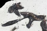 Partial, Disarticulated Mosasaur Skull - Goulmima, Morocco #107151-3